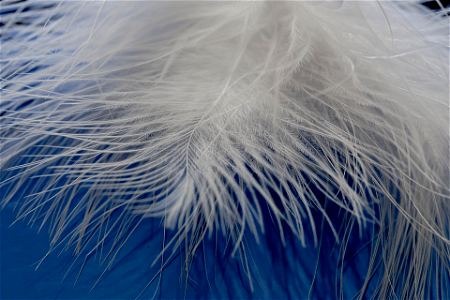 Pluma - contour feather - Macro - Edwards Garden Botanical - Toronto - Ontario - Canada photo