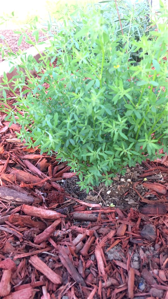 Deerweed (Acmispon glaber)