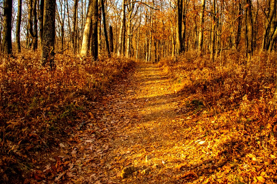 Black Bear Trail - Exercise 8