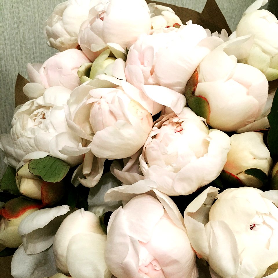Flowers peonies