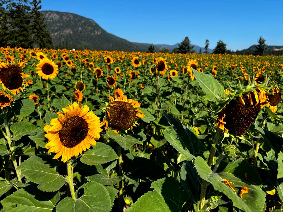 Sunflower fields in bloom 1821