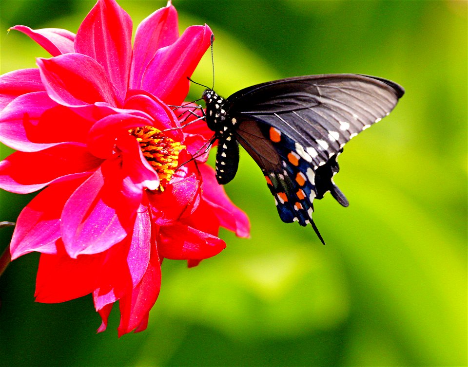 Pipevine Swallowtail