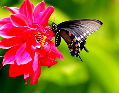 Pipevine Swallowtail