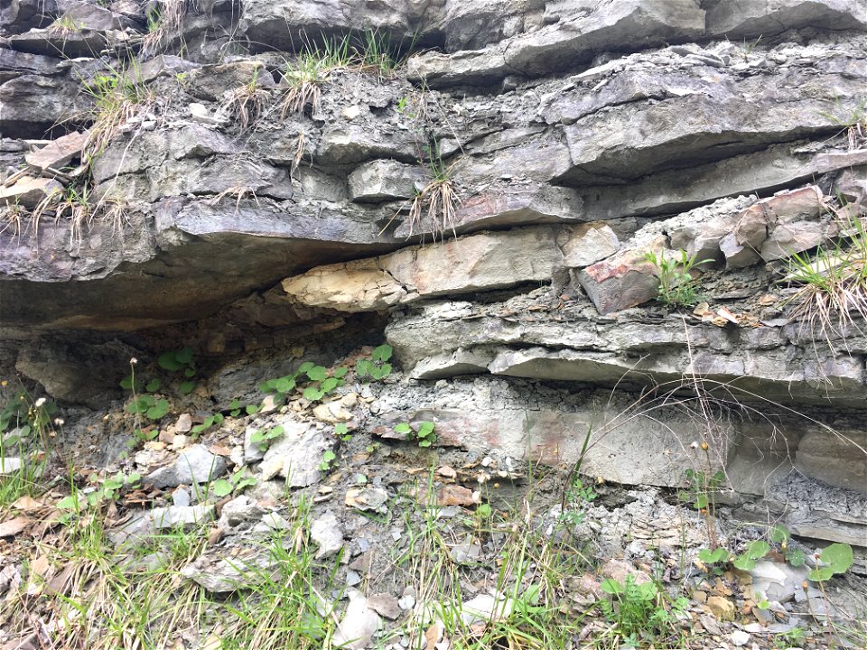 Thrust Fault in Carbonates (Bellevue Member, McMillan Formation, Maysville, Kentucky, USA)