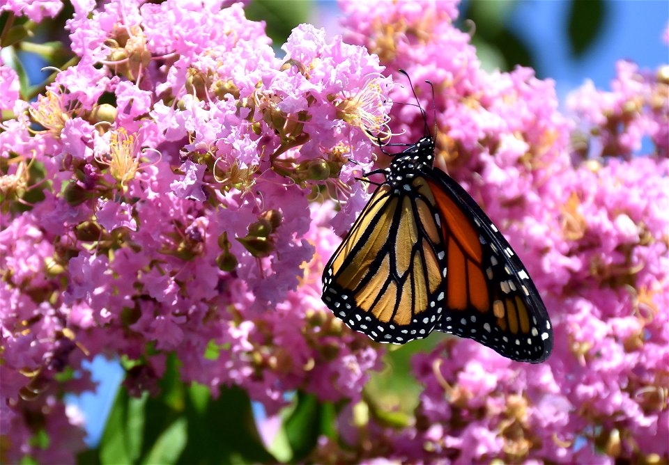 Monoarch Butterfly (2 of 3)