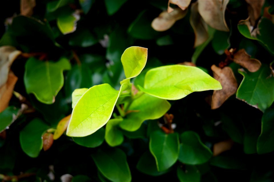 Cloudy Day Leaves