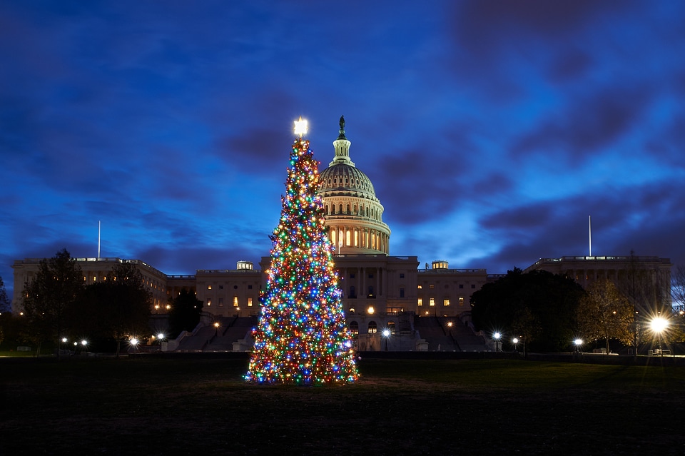 Capitol Christmas Tree with Lights