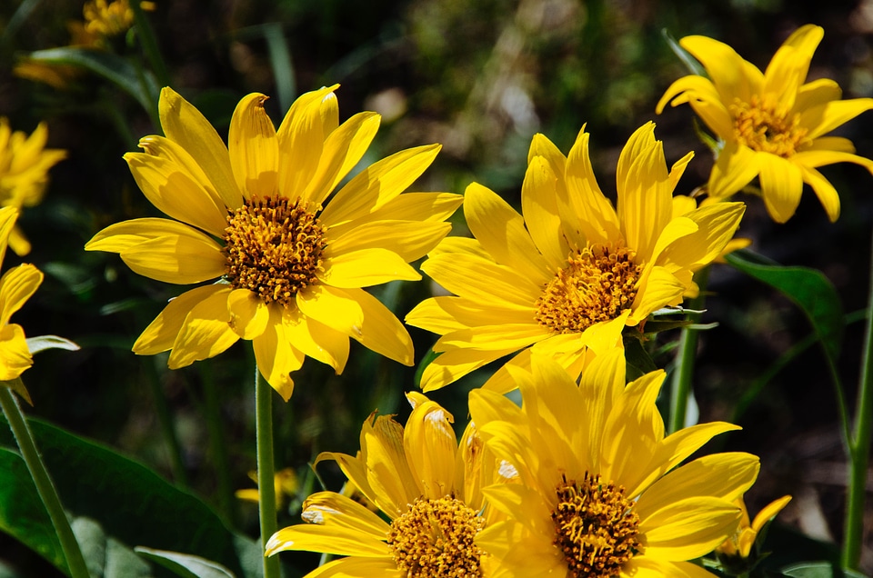 Wildflowers in Grand Teton National Park