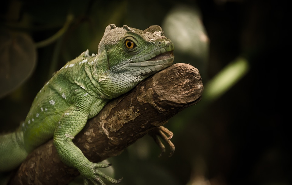 Reptile animal creature
