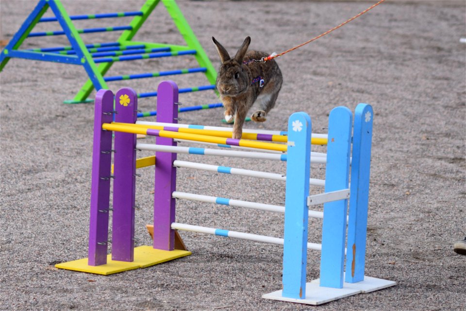 Bunnyjump
