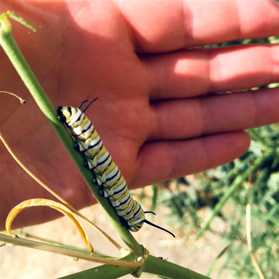 Danaus_plexippus-1