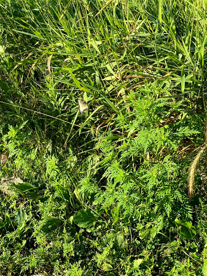 Crow Wing River park Minnesota 2022 Aug