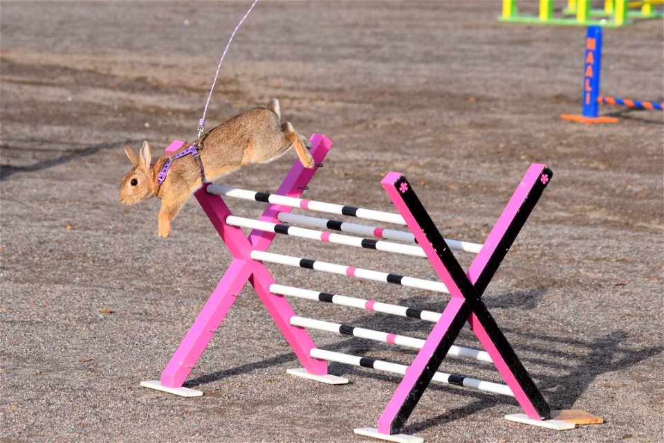 Bunnyjump