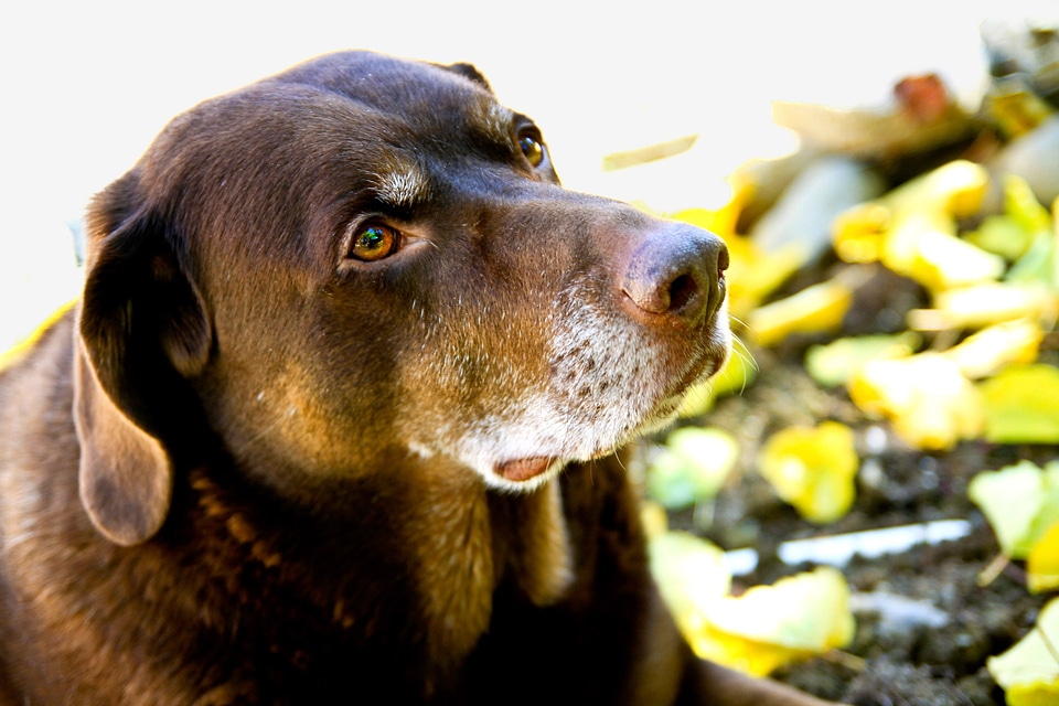 Labrador pet animal