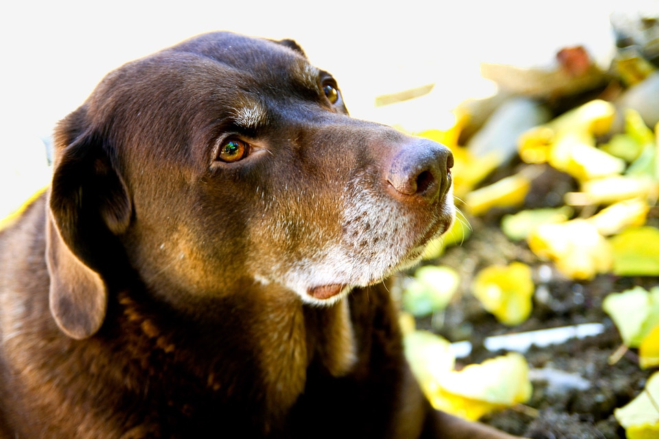 Labrador pet animal photo