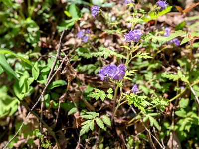 Purple Phacelia
