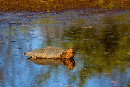 March snapper