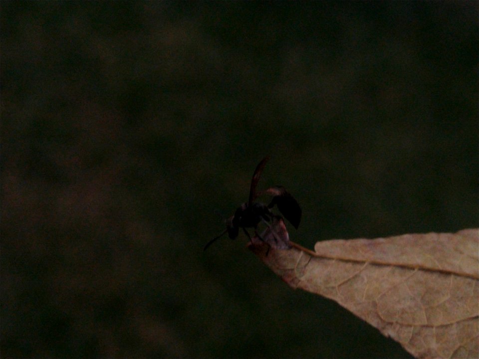 Bug