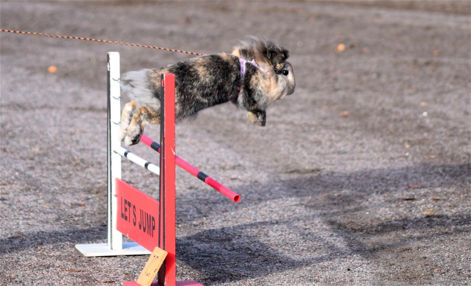 Bunnyjump