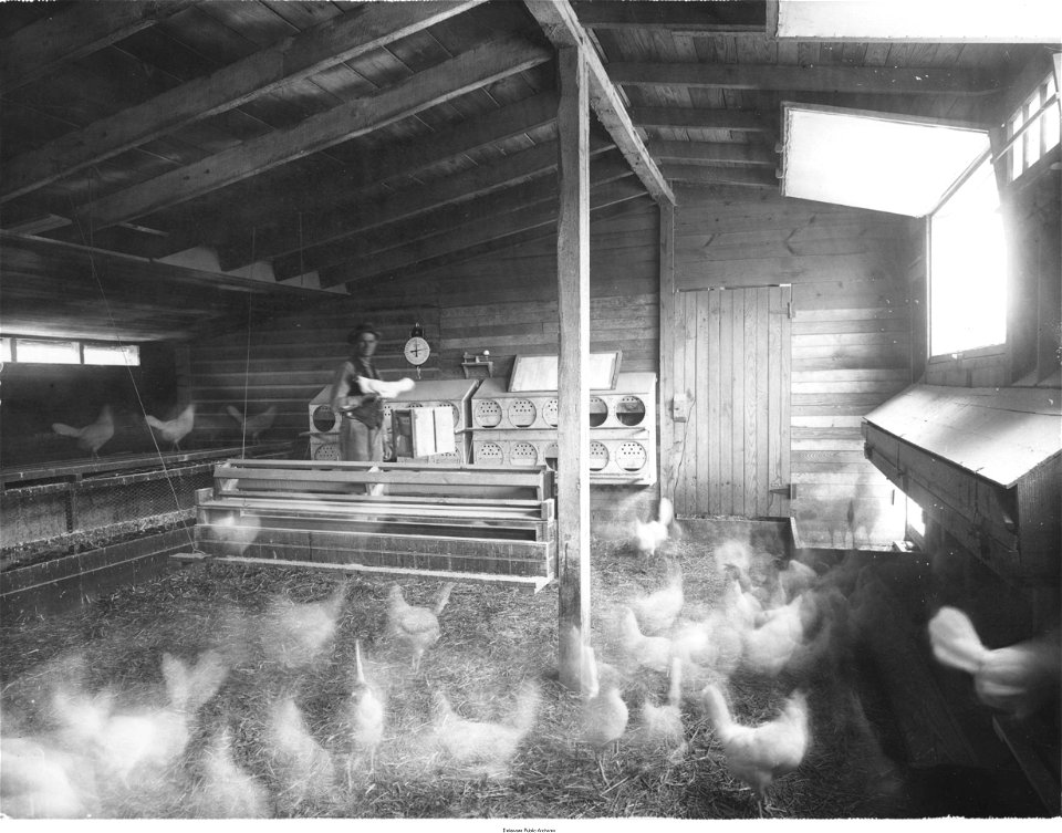 Trapnest House, interior, Cedar View Poultry Farm, Bridgeville