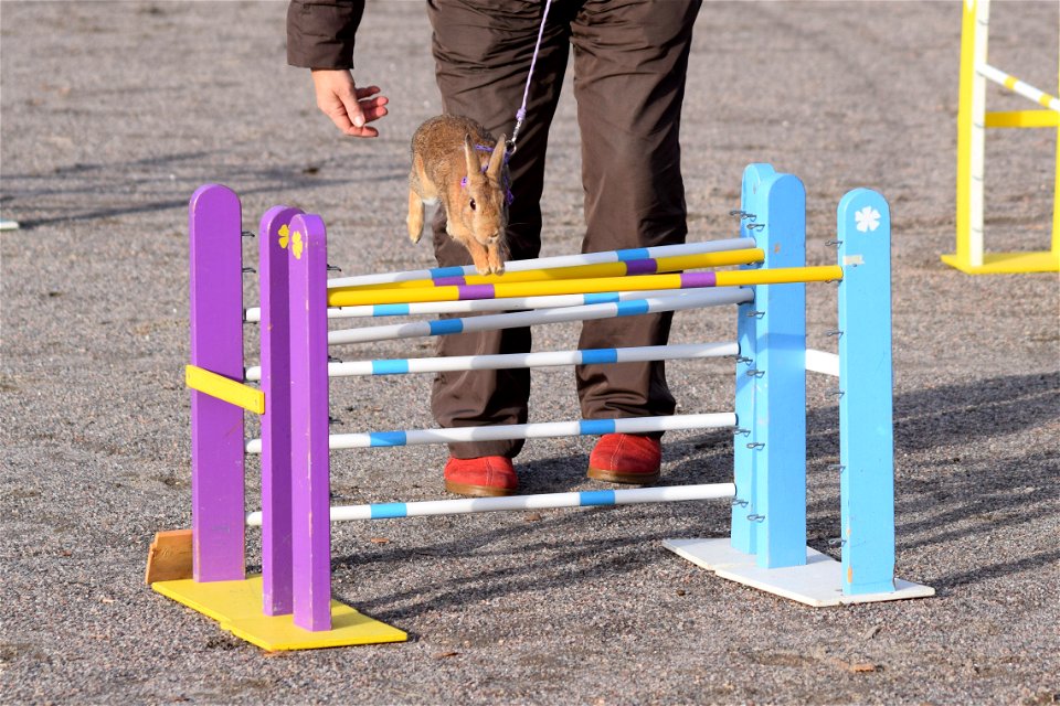 Bunnyjump