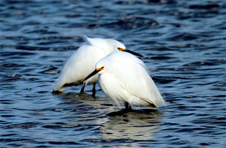 Snowy Egret