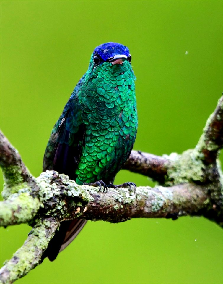 Saucerottia cyanifrons - Amazilia coroniazul