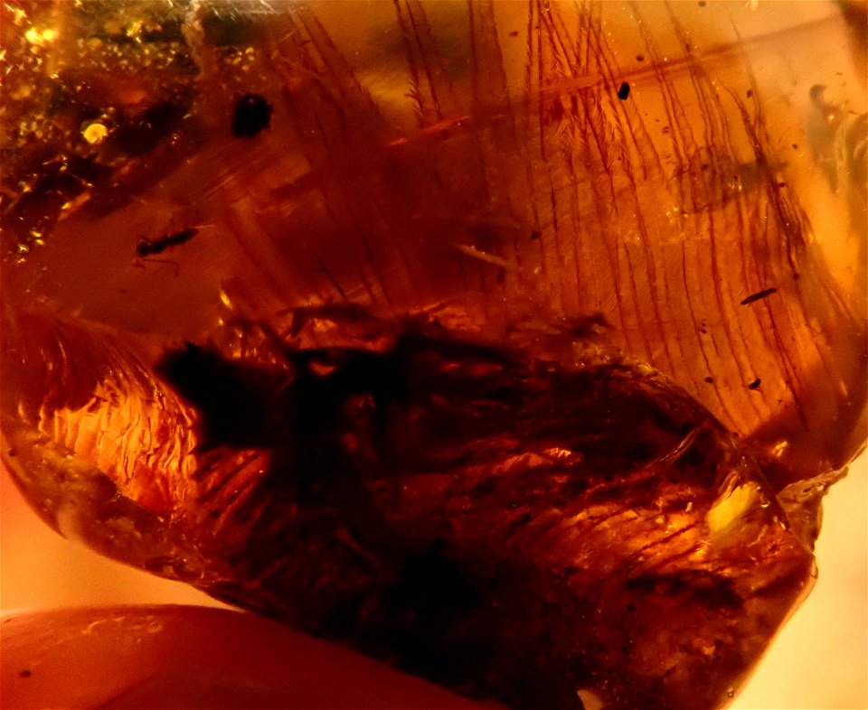 dinosaur in amber