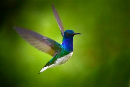 Florisuga mellivora - Colibrí collarejo Macho