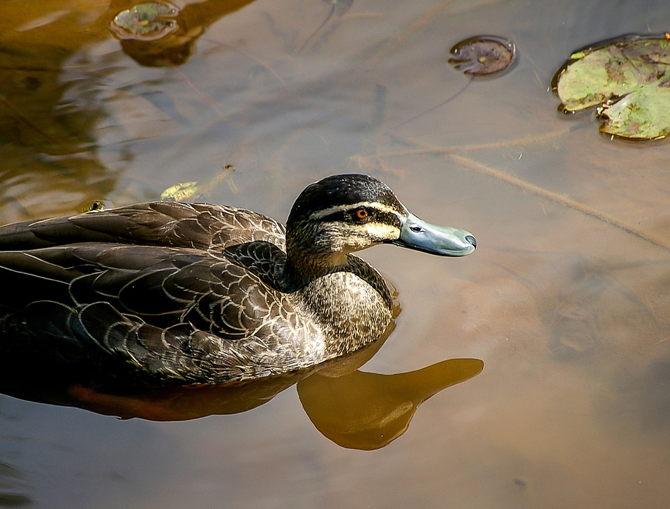 Swimming bird black