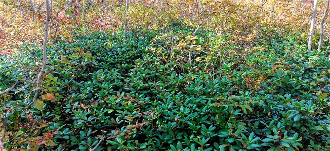 Autumn rhododendrons in the Kamchatka forest tundra. photo