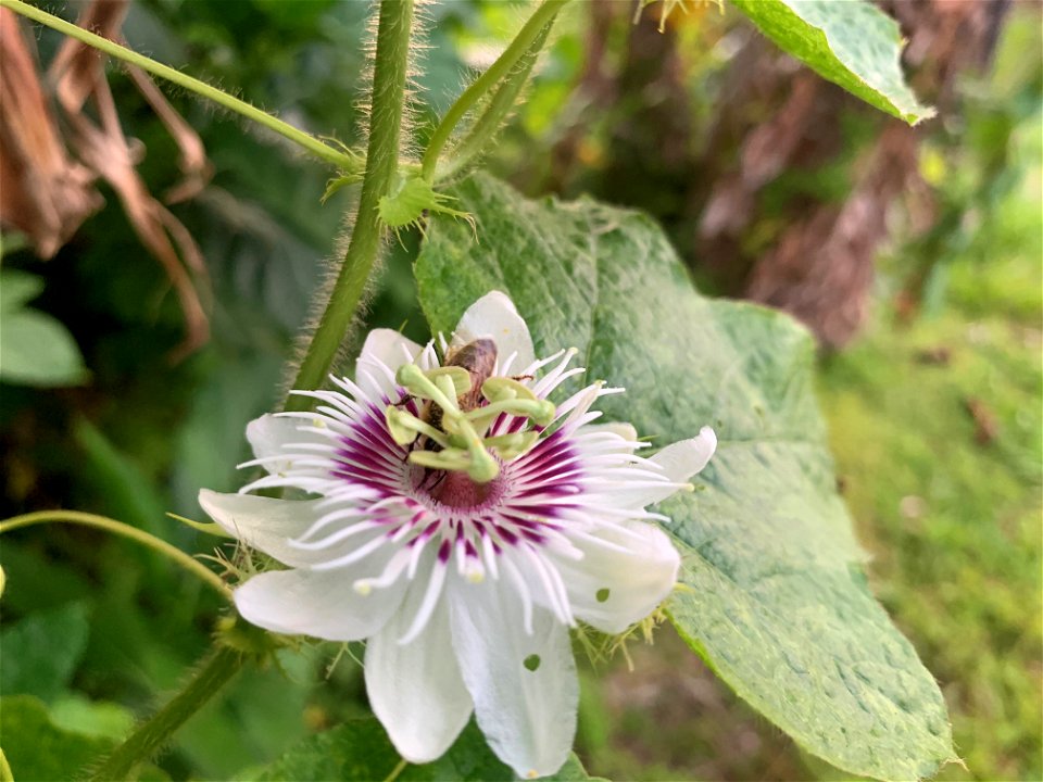 Honeybee on pasio flower photo