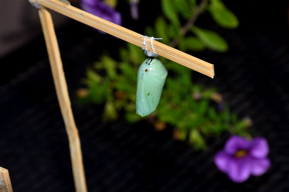 Monarch cacoon (3 of 4)