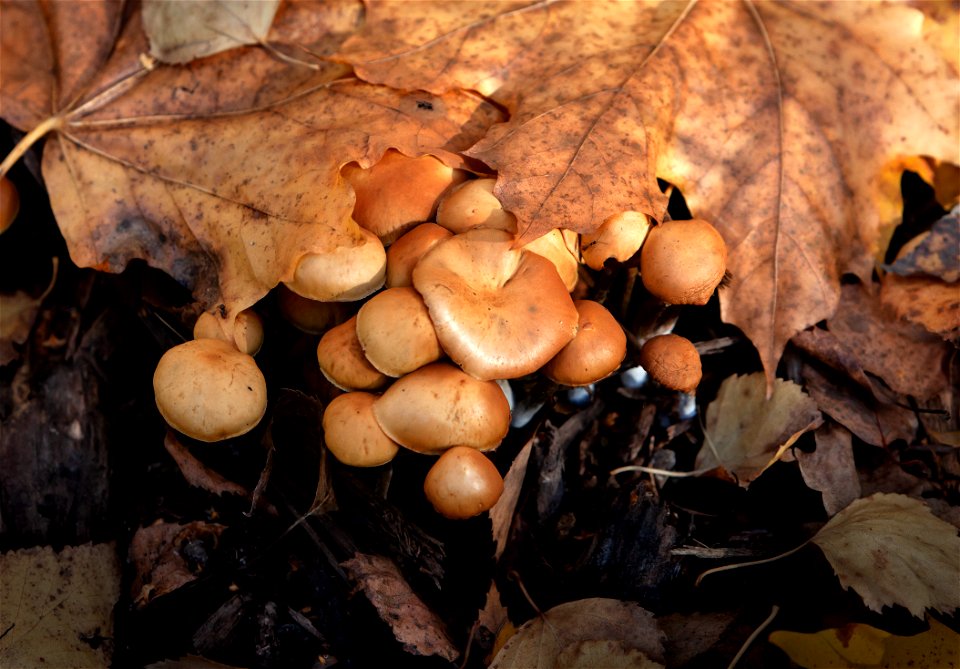 Hypholoma fasciculare