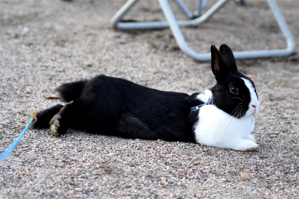 Bunnyjump
