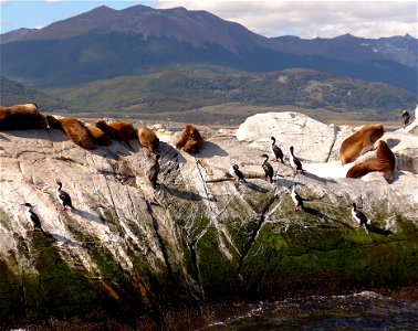 canal de Beagle lions de mer