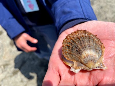 Scallop Shell