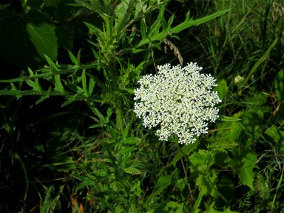 Queen Anne's Lace_03