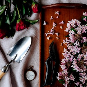 Spring Blossoms and Gardening Tools photo