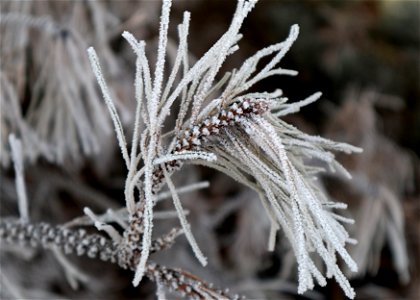 hoarfrost, pine photo