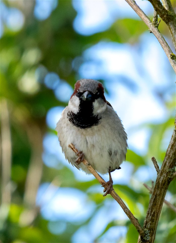 ☘️ The House Sparrow