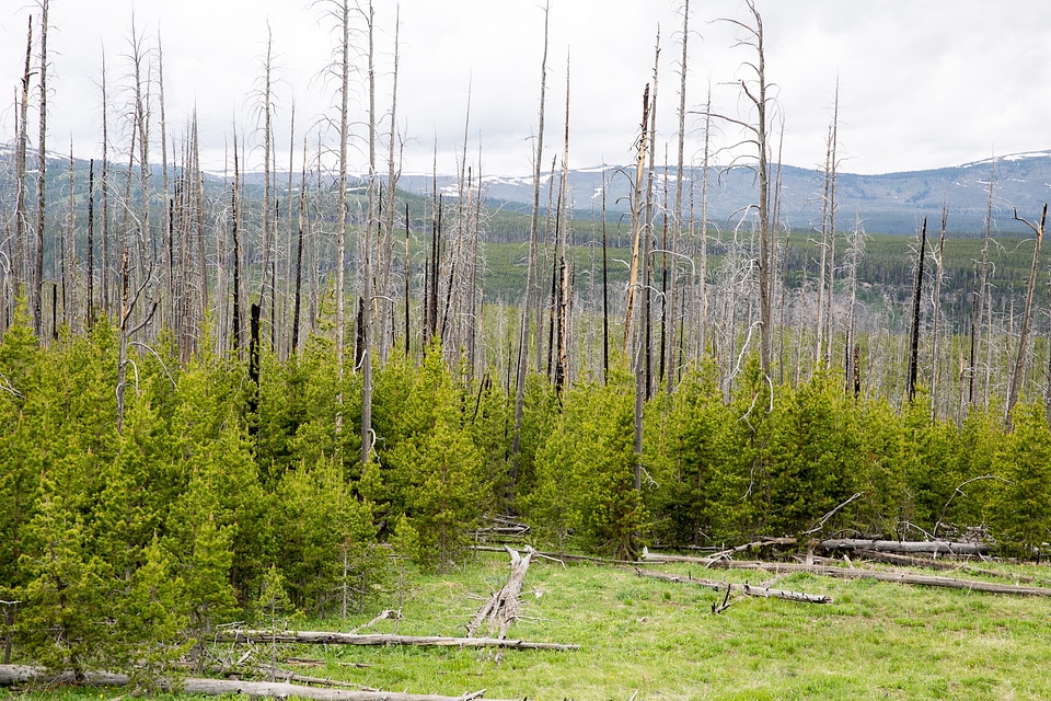 Mount Washburn, Yellowstone National Park