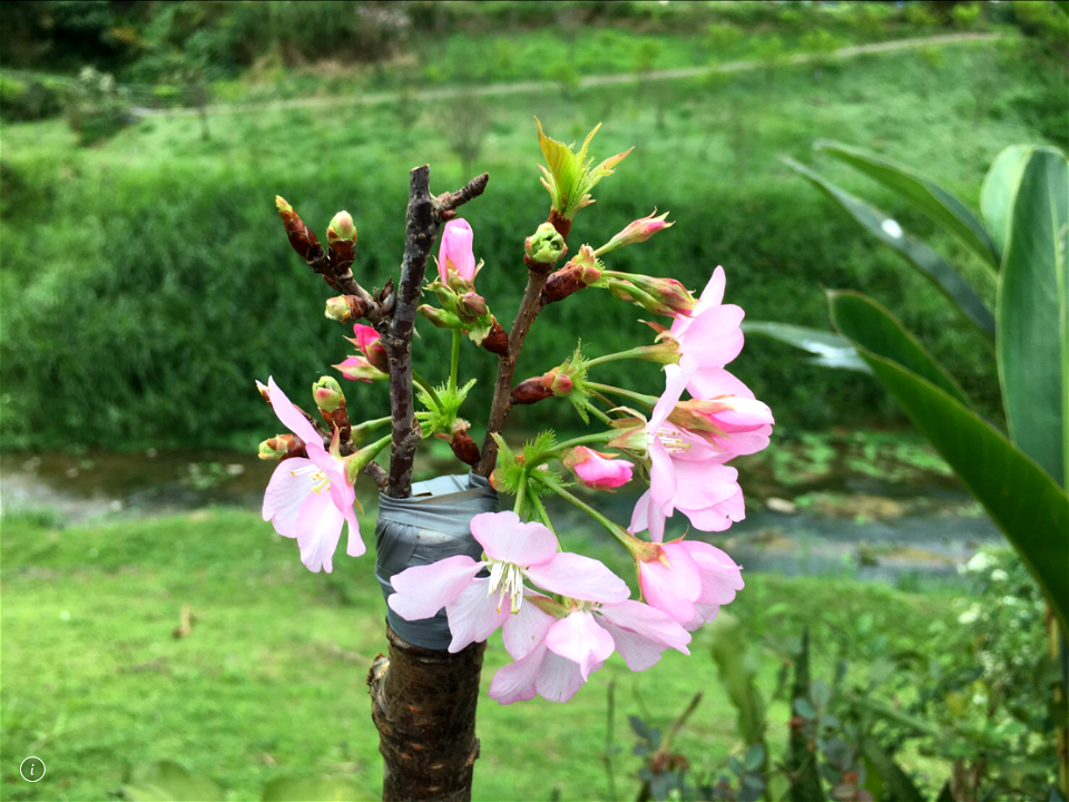 Sakura （ Variety grafting )