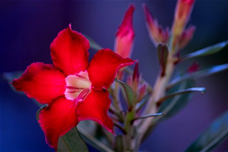 Desert Rose photo