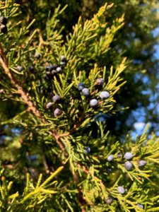 Eastern Red Cedar (Juniperus virginiana) photo