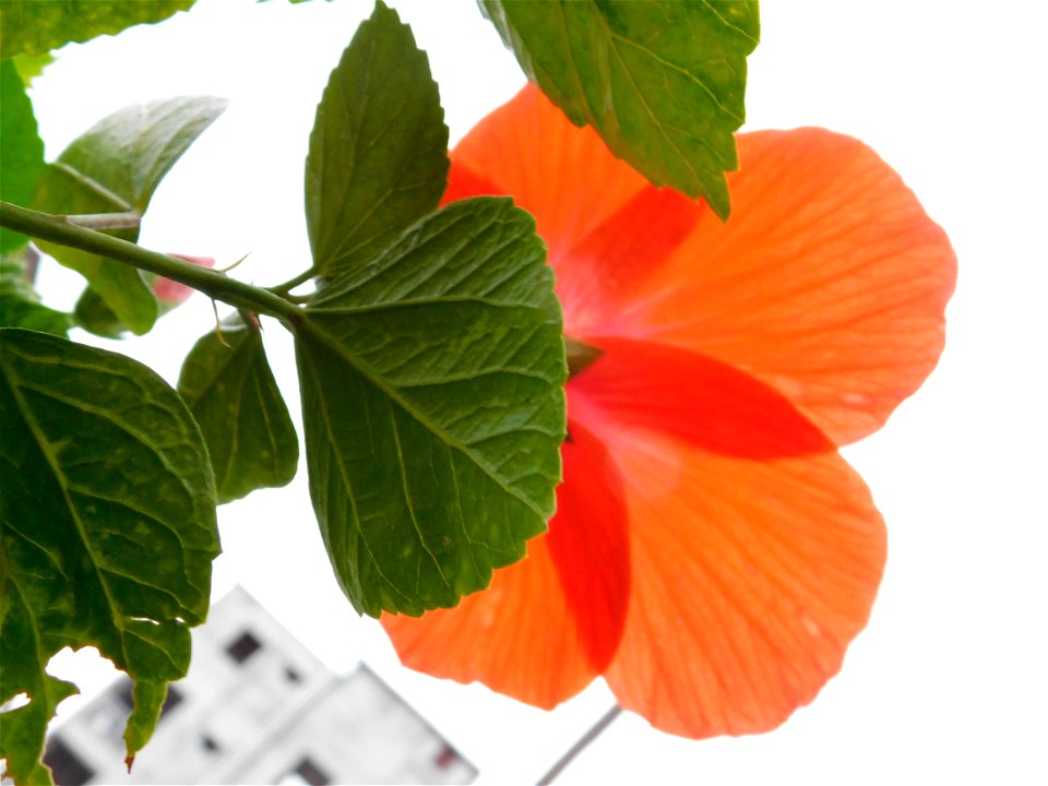 China rose