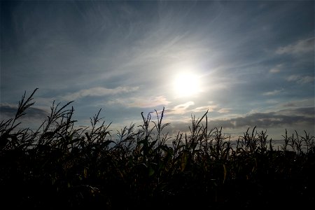 corn field photo