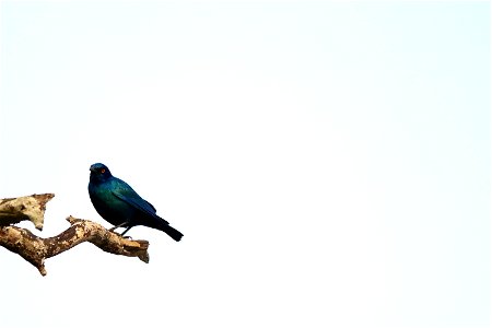 Birdwatching v0.1 photo