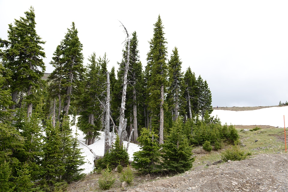 Mount Washburn Trail, Yellowstone National Park