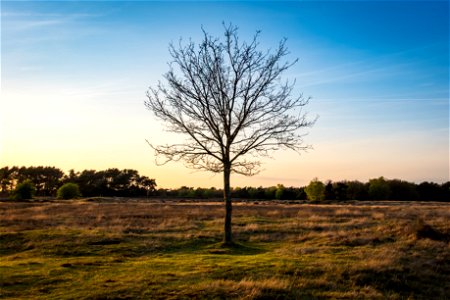 Evening light tree 2